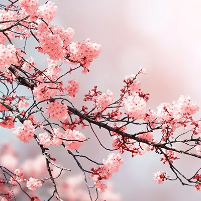Vöcklablumen.com