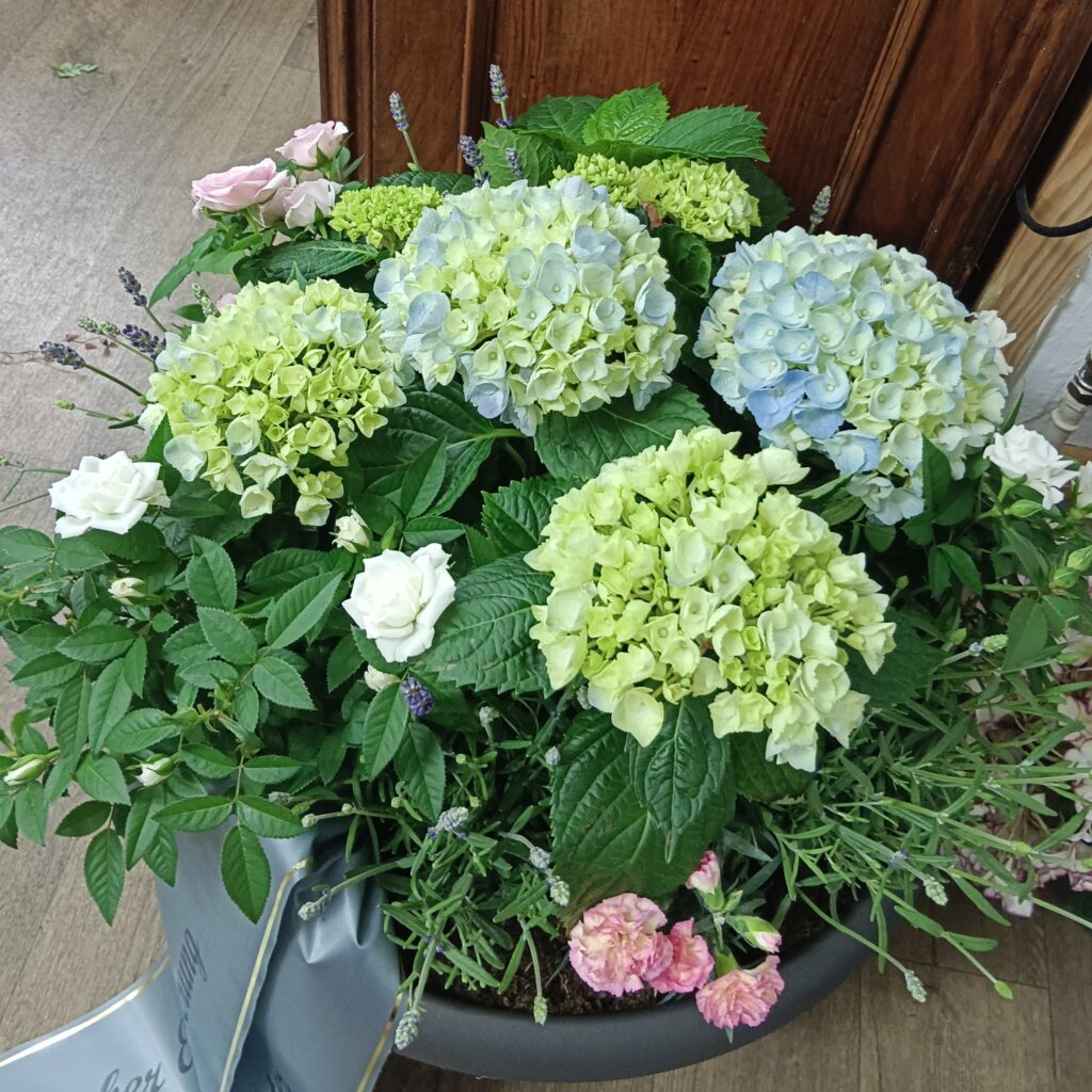 Topfpflanzen mit hellgrünen Hortensien – Gartendeko Vöcklabruck